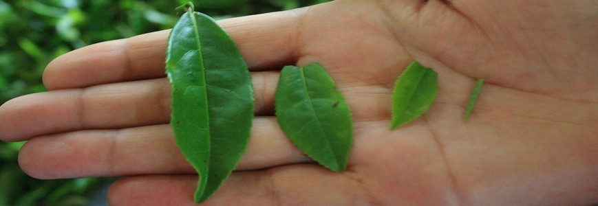 Leitfaden für Abkürzungen bei der Kennzeichnung von Blatttees.