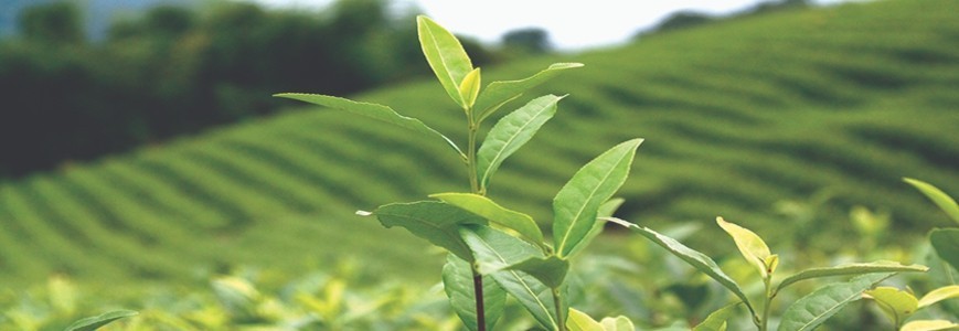 Was bedeuten die Begriffe "entkoffeinierter Tee", "entkoffeinierter Tee" usw.?