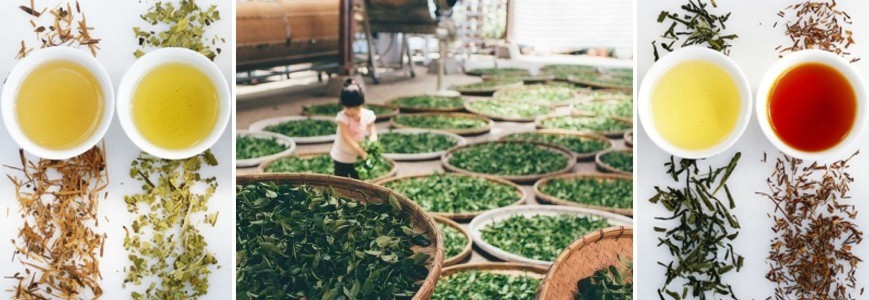 Die Begriffe OXIDATION und FERMATION: Was durchläuft der Tee eigentlich?